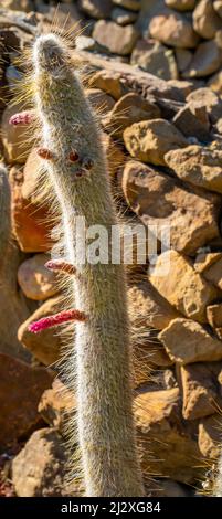 Nahaufnahme der silbernen Fackel, auch bekannt als Wooly Fackel (Cleistocactus strausii) Stockfoto