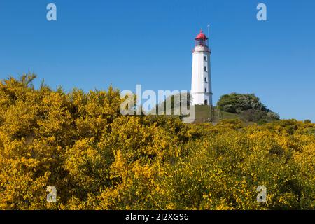 Blühender Besen am Dornbusch, Ginster, Leuchtturm, Hiddensee, Ostsee, Mecklenburg-Vorpommern, Deutschland Stockfoto