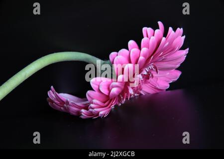 Frühlingsblumen, Feld, Deutscjland, Gerbera, Tulpen, Dandilion, Makro Stockfoto