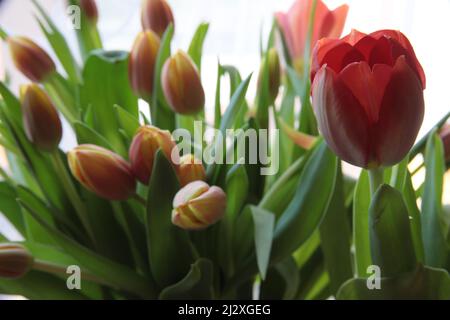 Frühlingsblumen, Feld, Deutscjland, Gerbera, Tulpen, Dandilion, Makro Stockfoto