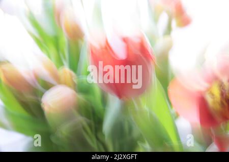 Frühlingsblumen, Feld, Deutscjland, Gerbera, Tulpen, Dandilion, Makro Stockfoto