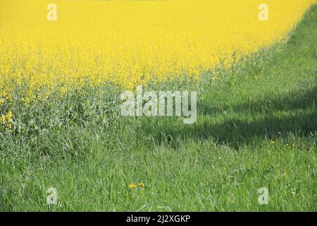 Frühlingsblumen, Feld, Deutscjland, Gerbera, Tulpen, Dandilion, Makro Stockfoto