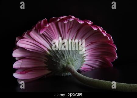 Frühlingsblumen, Feld, Deutscjland, Gerbera, Tulpen, Dandilion, Makro Stockfoto