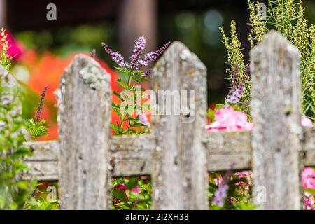 Blumen, Vorgarten, Bauernhaus, Aldein, Radein, Südtirol, Südtirol, Italien Stockfoto