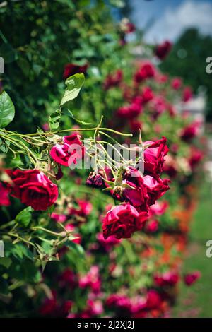 Roter Rosenstrauch, der aus einer Mauer im Salzburger Mirabellgarten wächst Stockfoto