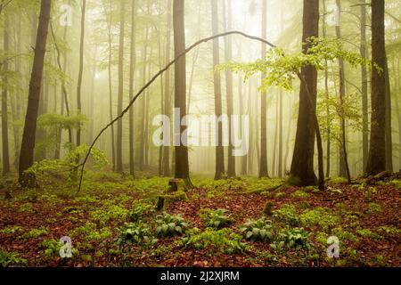 Morgenstimmung im Wald bei Frauensee, Thüringen, Deutschland Stockfoto