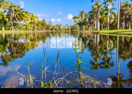 Nahaufnahme einer Ammannia-Kokinea-Pflanze im tropischen Botanischen Garten von Fairchild in Miami, Florida Stockfoto