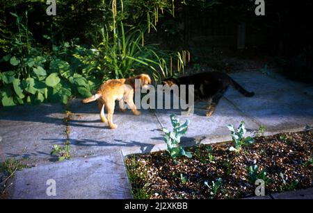 Tabby Cat und Border Terrier grüßen sich im Garden Surrey England Stockfoto