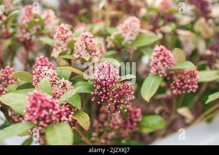 Frühling blühenden Garten mit unblown Blütenstand Pflanzen Stockfoto