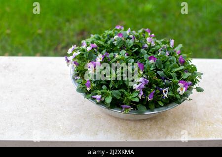Garten Blumen Stiefmütterchen bunt in einem Topf auf der Terrasse Stockfoto