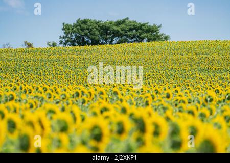 Sonnenblumenfeld auf dem Radweg rund um den Neusiedler See im Burgenland, Österreich Stockfoto