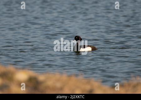 Männliche Tuftente (Aythya fuligula), gesehen auf einem See in Lancashire, England Stockfoto