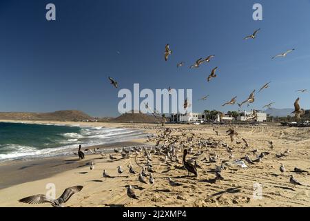 Viele Vögel Pelikane Möwe in baja california sur Strand punta lobos mexiko Stockfoto