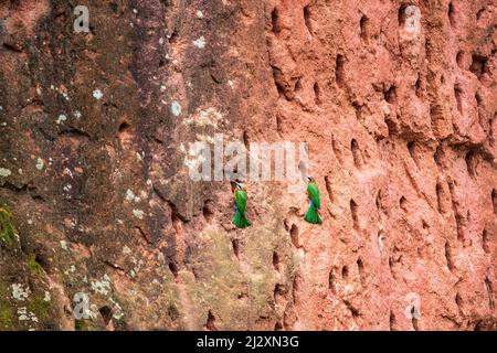 Zwei Bienenfresser mit weißer Fassade, Merops bullockoides, die an den Nisthöhlen sitzen, Mlilwane Wildlife Sanctuary, Eswatini Stockfoto