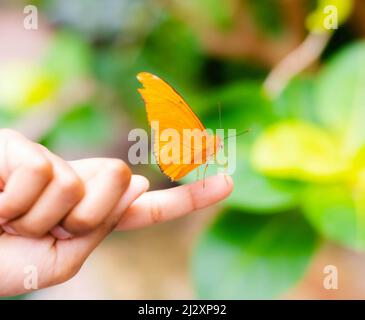 Julia Butterfly (Dryas iulia) sitzt auf der Hand eines Kindes Stockfoto