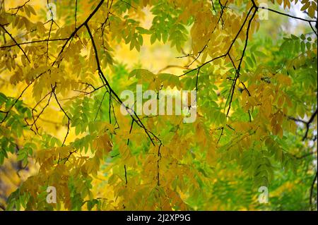 Baum mit Ästen und bunten Herbstblättern in einem Park, Oldenburg, Niedersachsen, Deutschland Stockfoto