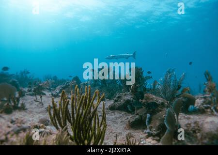 Tolle Barrakuda im karibischen Ozean Stockfoto