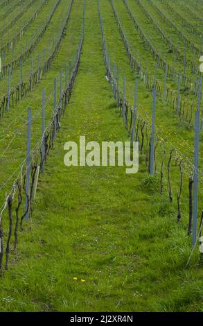 Landschaft mit Weinbergen in euskadi Stockfoto