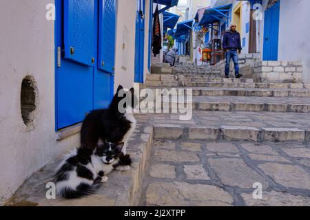 Tunesien, Sousse, Medina, die von der UNESCO zum Weltkulturerbe erklärt wurde, Kitten und seine Mutter Stockfoto