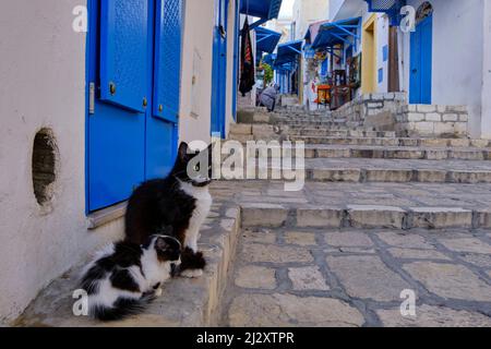 Tunesien, Sousse, Medina, die von der UNESCO zum Weltkulturerbe erklärt wurde, Kitten und seine Mutter Stockfoto