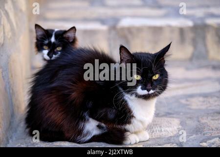 Tunesien, Sousse, Medina, die von der UNESCO zum Weltkulturerbe erklärt wurde, Kitten und seine Mutter Stockfoto