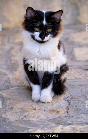 Tunesien, Sousse, Medina von der UNESCO zum Weltkulturerbe erklärt, Kitten Stockfoto