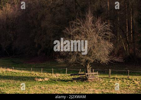 Ein einsamer Baum auf einer winterlich grünen Wiese vor einem ländlichen Wald in Deutschland Stockfoto