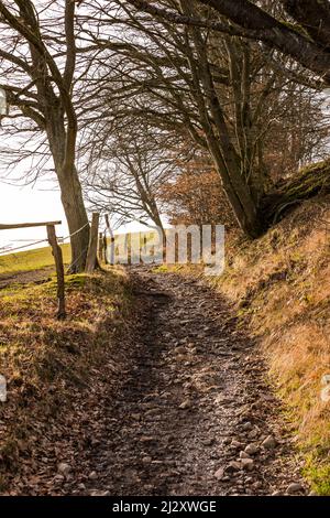 Eine alte Hohlstraße mit Schlamm und Steinen wie im Mittelalter ist im Winter in Deutschland mit Bäumen gesäumt Stockfoto