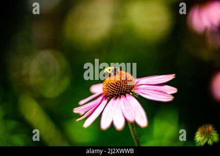 Bienen sammeln Pollen auf rosa Blütenkiemchen Stockfoto
