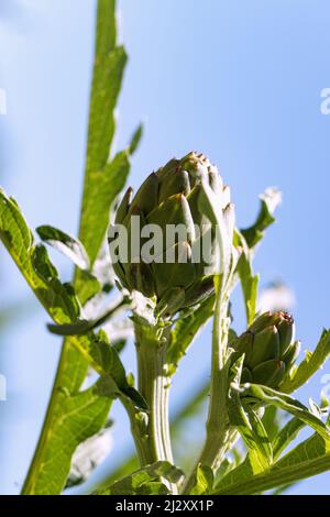 Artischocke, Cynara cardunculus, aufkeimender Blütenstand Stockfoto