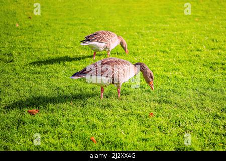 Zwei Greylag-Gänse auf grünem Gras in den Schlossgärten von Rosenborg. Kopenhagen, Dänemark Stockfoto