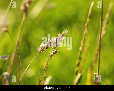 closeup of a field of wheat in the afternoon sun in springtime Stockfoto