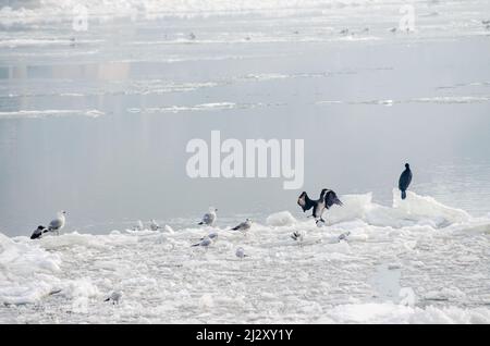 Eine Vogelschar auf dem gefrorenen Wasser der Donau unterhalb der Festung Petrovaradin, Vojvodina, Novi Sad, Petrovaradin, Serbien. Stockfoto