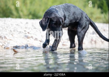 Niedlicher schwarzer labrador Retriever Welpe, der im Meer am Ufer spielt. Stockfoto