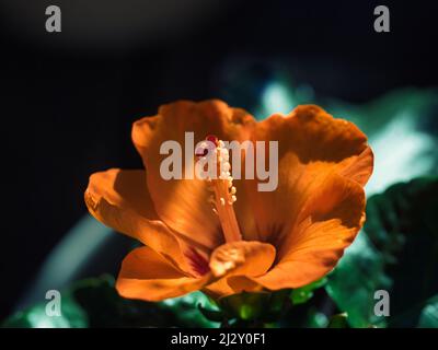 Nahaufnahme einer orangen Rosenmalven-Blüte (auch bekannt als chinesischer Hibiskus) im Sonnenlicht Stockfoto