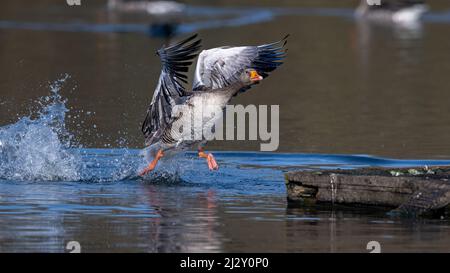 Eine Graugans (Anser anser) scheint sich über das Wasser eines Teiches zu einem Ponton zu kippen. Stockfoto