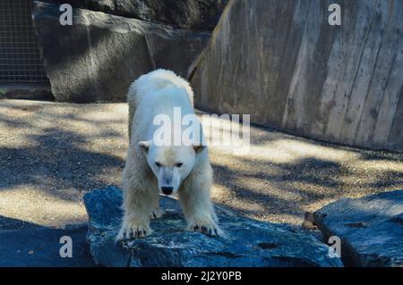 Ein Eisbär in seinem Gehege in einem Zoo in Deutschland Stockfoto