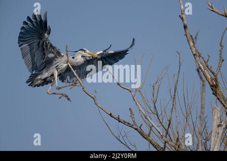 Ein Graureiher, weit ausgebreitete Flügel, kommt herbei, um auf dem Ast eines Baumes zu landen Stockfoto