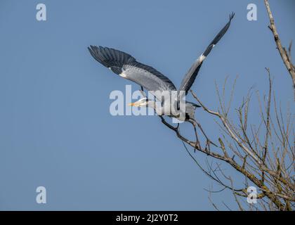 Ein weiblicher Graureiher (Ardea cinerea), weit ausgebreitete Flügel, startet sich aus einem hohen Ast eines Baumes Stockfoto