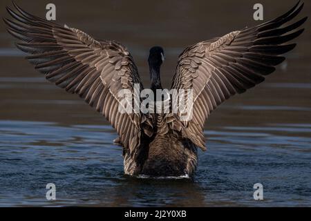 Kanadagans (branta canadensis) breitet seine Flügel aus und zeigt das feine Detail seines Gefieders. Stockfoto