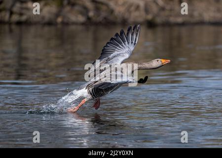 Eine Greylag-Gans (Anser anser), weit ausgebreitete Flügel, treibt sich beim Start über einen Teich Stockfoto