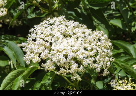 Schwarzer Holunder, Sambucus nigra, Blütendolden Stockfoto