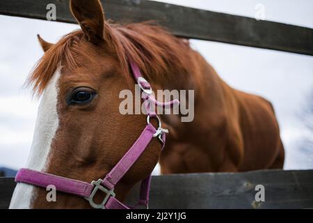 Pferd im Fahrerlager, Nahaufnahme Porträt. Tierkonzept Stockfoto