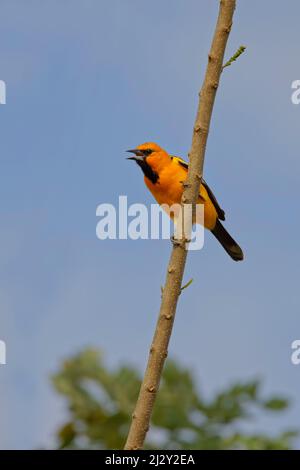 Oriole Icterus pustulatus Tarcoles, Costa Rica BI033913 Stockfoto