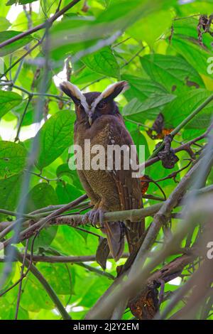 Crested Owl Lophostrix cristata Sarapiqui, Costa Rica BI033922 Stockfoto