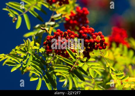 Reife Vogelbeeren auf einem Baum, Unnaryd, Schweden Stockfoto