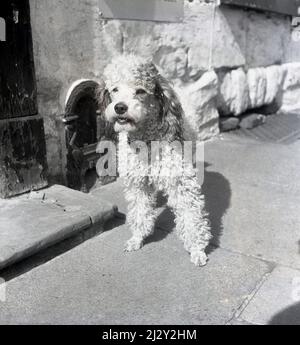 1961, historischer, kleiner Hund, ein Pudel, draußen auf einem Bürgersteig stehend, Northampton, England, Großbritannien. Stockfoto