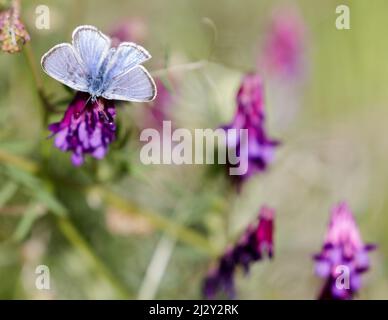 Silberblauer Schmetterling, der sich von Lupinenblüten ernährt. Alum Rock Park, Santa Clara County, Kalifornien, USA. Stockfoto