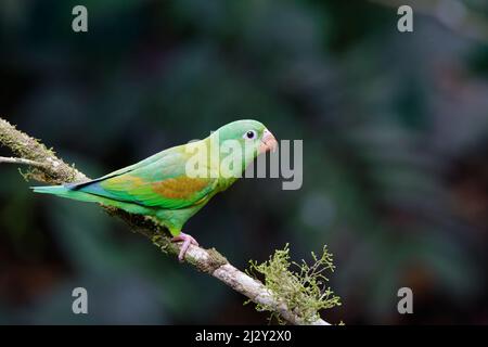 Orange-chinned Sittich Brotogeris jugularis Sarapiqui, Costa Rica BI034024 Stockfoto