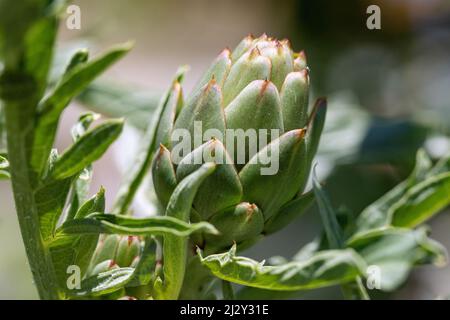 Artischocke, Cynara cardunculus, aufkeimender Blütenstand Stockfoto